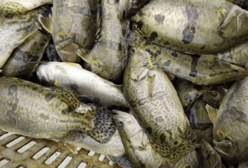 推進配合飼料替代餌料魚，淺談鱖魚養殖新趨勢與破解之道
