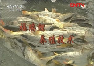 福瑞鯉養殖關鍵技術及飼料管理要點